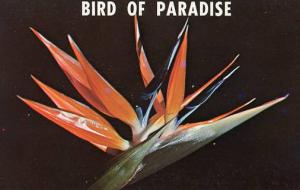 Bird of Paradise