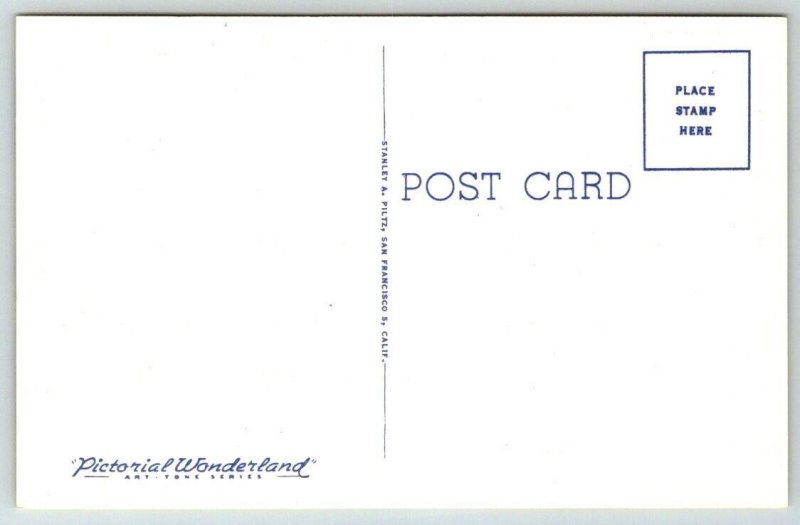 Vintage California Postcard - Large Letters - Big Trees Park - Santa Cruz