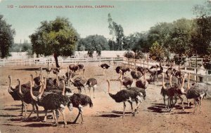 Cawston Ostrich Farm, Near Pasadena, California, Early Postcard, Unused