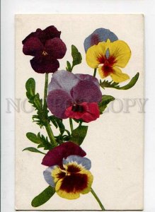 3141015 PANSY Flowers Vintage Russian PHOTO color PC