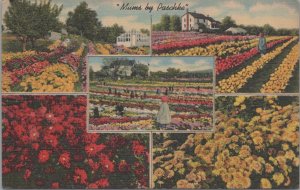 Postcard Mums by Paschke Erie PA