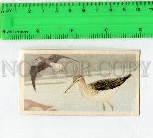 428249 GERMANY Bird Green Sandpiper Vintage ADVERTISING chocolate Stockmann card