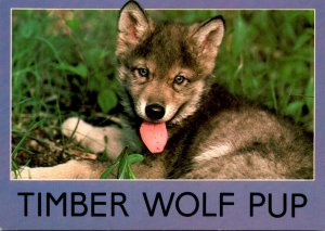 Timber Wolf Pup