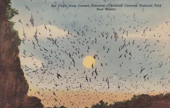 New Mexico Carlsbad Caverns National Park Bat Flight From 