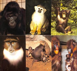 Lot of 6 continental size postcards monkeys apes chimpanzee gorilla baboon