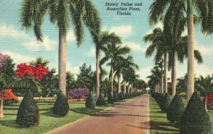 Vintage Postcard 1952 Stately Palms & Australian Pines Florida Tropical Florida