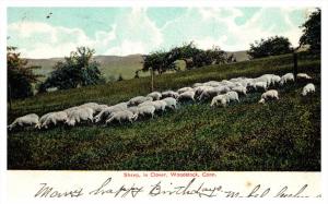 Connecticut  Woodstock , Sheep feeding in clover