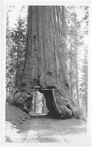 WAWONA TREE Mariposa Grove, CA Yosemite RPPC ca 1910s Vintage Postcard