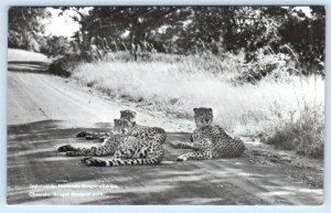 KRUGER NATIONAL PARK, South Africa ~ CHEETAHS South African Airways Postcard