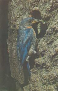 Bluebird dining on a large caterpillar - Audubon Society