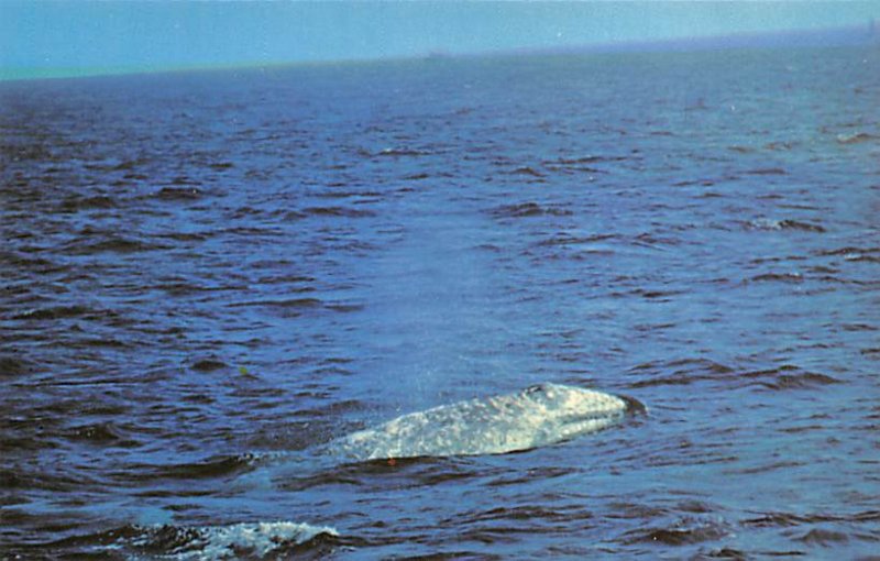 California Gray Whales Sea Mammals Need Surface For Air View Postcard Backing 