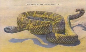 Snakes Seven Foot Rattler In Ole Southwest