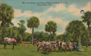 Vintage Postcard Zee-Horse & Grevy Zebras At Africa U. S. A. Boca Raton Florida