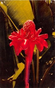 Torch Ginger, Flower Guam Unused 