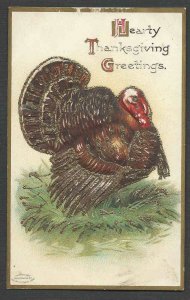 Ca 1915 PPC* VINTAGE THANKSGIVING TURKEY GILDED & EMBOSSED UNPOSTED