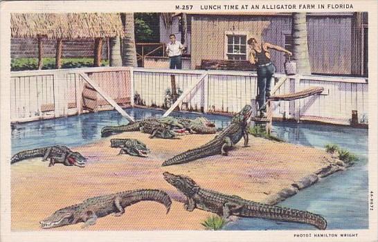 Luch Time At An Alligator Farm In Florida 1937