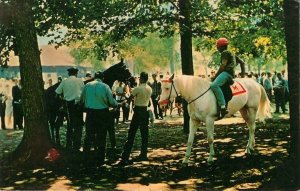 c1950s Saratoga Race Track Saratoga Springs, NY White Stallion- Vintage Postcard