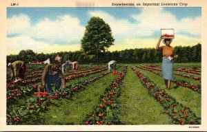 Louisiana Picking Strawberries An Important Lousiana Crop Curteich