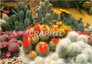 Postcard Modern French Riviera Monaco The Exotic Garden Cactus