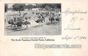 South Pasadena Ostrich Farm California, USA