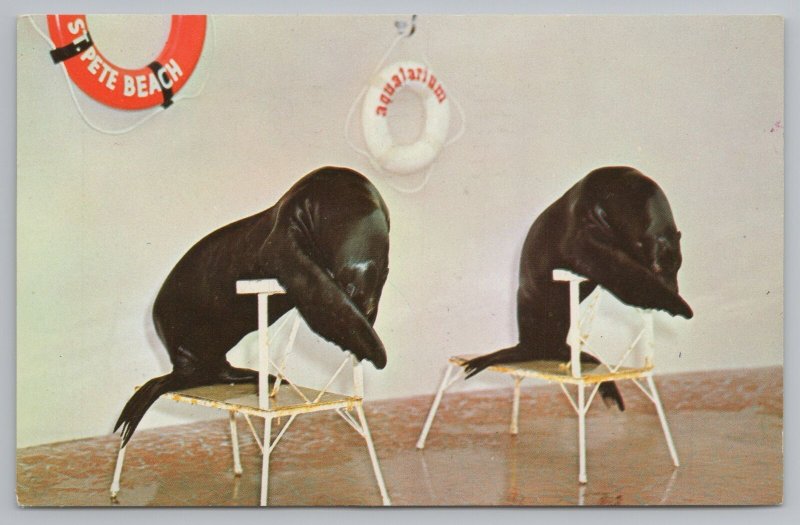 Amusement Park & Circus~Aquatarium~St Petersburg Florida~Seals~Vintage Postcard 