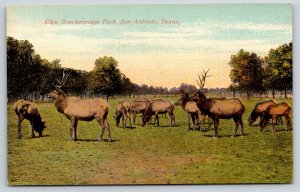 Animals~San Antonio Texas~Breckenridge Park~Elk Herd Scene~Sunset~c1910 Postcard