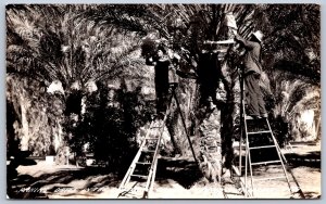 K36/ Phoenix Arizona RPPC Postcard c1940s Picking Dates Orchard L.L. Cook 419