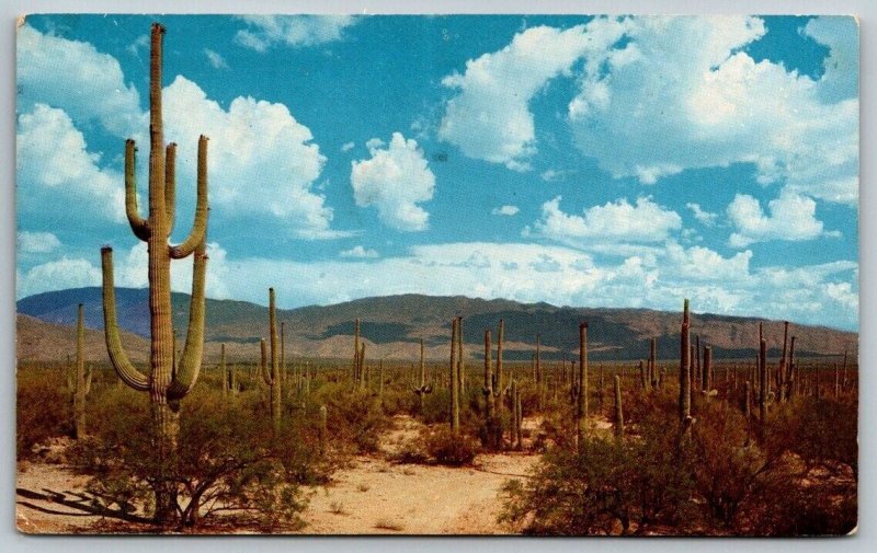 1968  Saguaro Cactus   Arizona   Postcard