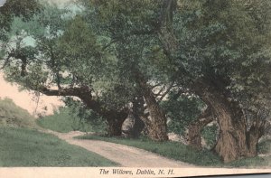 Vintage Postcard Pathway Big Trees Grass Green The Willows Dublin New Hampshire
