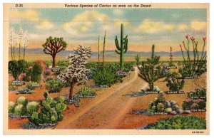 Various Species Of Cactus As Seen On The Desert Cactus Postcard