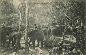 ceylon, Working Elephants in the Kraal (1910s) Postcard