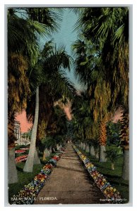 Postcard FL Palm Walk Florida Vintage Standard View Card 