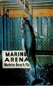 Florida Madeira Beach Marine Arena Johnnie The Porpoise At Feeding Time