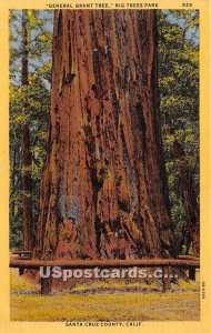General Grant Tree, Big Trees Park - Santa Cruz County, California CA  