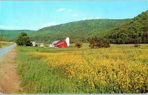 Field of Flowers with Barn and Farm House in Distance Brussels Illinois Postcard