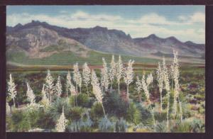 Florida Mountains Southern NM Post Card 3926