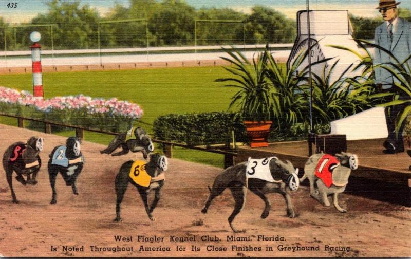 FLorida Miami West Flagler Kennel Club A Close Finish