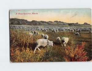 Postcard A Sheep Ranch in Alberta, Canada