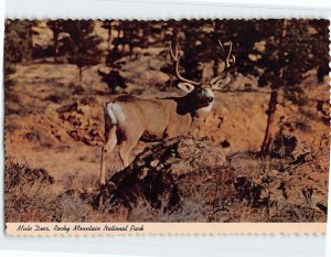 Postcard Mule Deer, Rocky Mountain National Park, Colorado