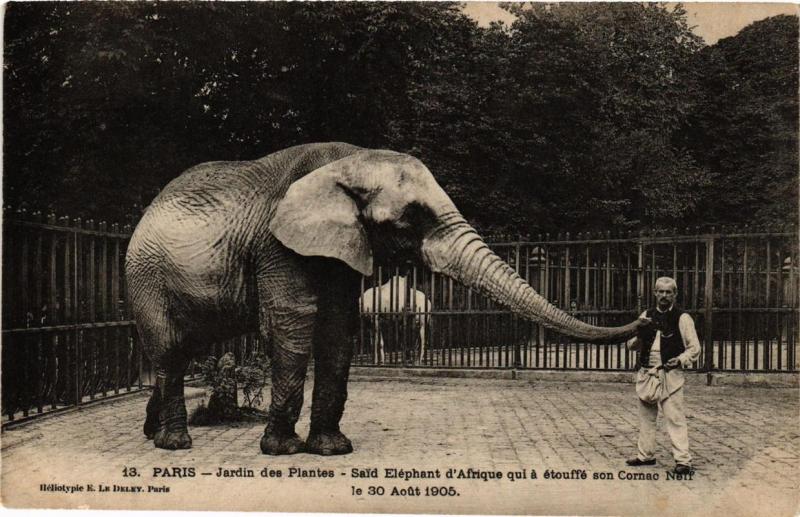 CPA PARIS 5e Jardin des Plantes Said Eléphant qui a étouffé son Cornac (676565)