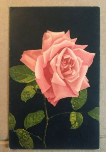 VINTAGE .01 POSTCARD - EARLY 1900'S  USED - A SINGLE ROSE