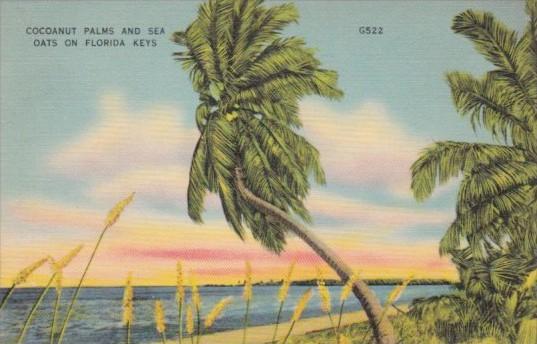 Cocoanut Nut Palm Trees and Sea Oats On The Florida Keys