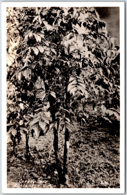 Coffe Tree Guatemala Central America Beautiful Tree RPPC Photo Postcard