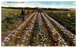 Maine  Potatoe Digging