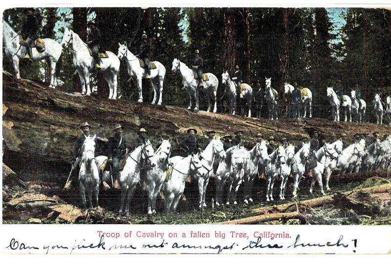 Postcard 1907 Ca Troop Of Cavalry On A Fallen Tree