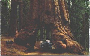 USA Yosemite National Park California Wawona Tunnel Tree Chrome Postcard 09.30