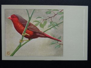 Bird Theme AURORA FINCH c1950s Postcard by P. Sluis / Series 2 No.16