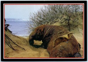 Postcard - A sea lion pup, Pacific Coast Wildlife - Pacific Coast