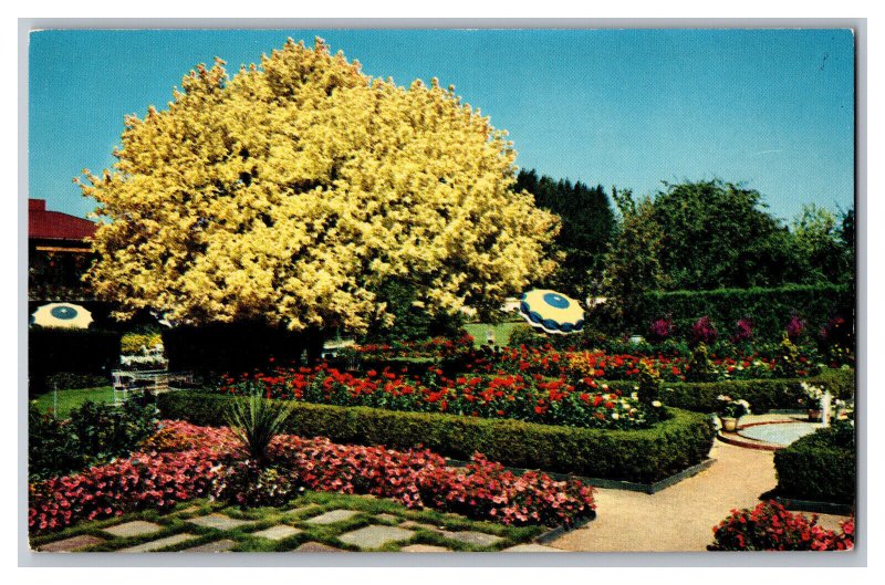 Vintage Postcard OR Spanish Garden Ghost Tree Lambert Gardens Portland Oregon 