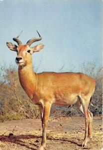 BF39209 antilope antelope africa senegal animal animaux